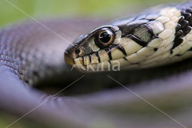 Grass Snake (Natrix natrix)