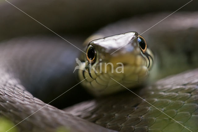 Grass Snake (Natrix natrix)