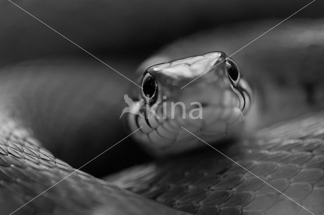 Grass Snake (Natrix natrix)