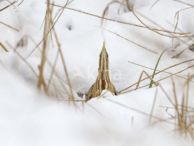 Bittern (Botaurus stellaris)