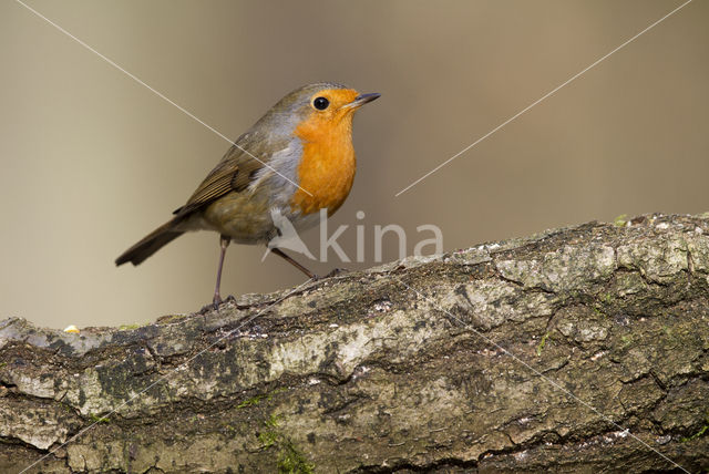 European Robin (Erithacus rubecula)