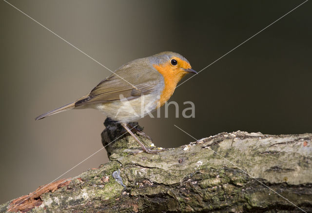 European Robin (Erithacus rubecula)