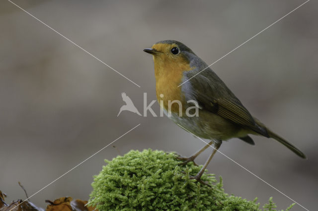 Roodborst