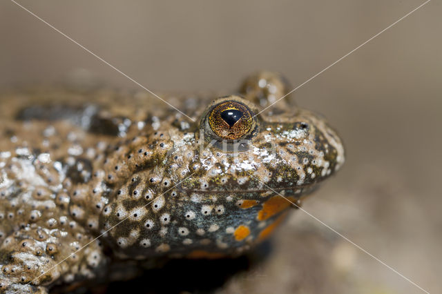 Fire bellied toad (Bombina bombina)