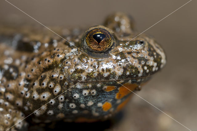 Fire bellied toad (Bombina bombina)