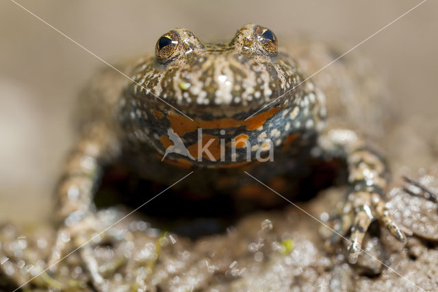 Fire bellied toad (Bombina bombina)
