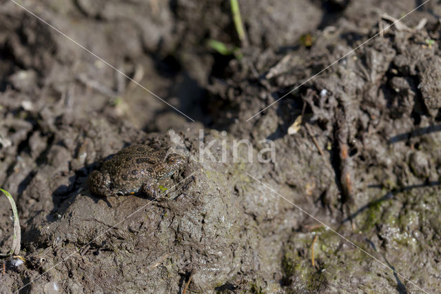 Fire bellied toad (Bombina bombina)