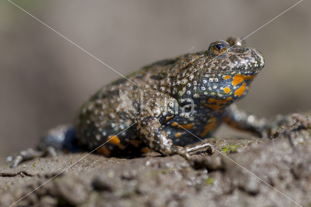 Fire bellied toad (Bombina bombina)