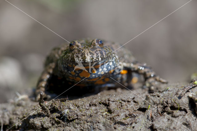 Fire bellied toad (Bombina bombina)
