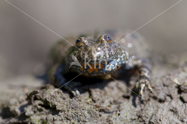 Fire bellied toad (Bombina bombina)