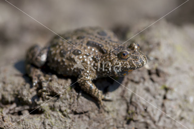 Fire bellied toad (Bombina bombina)