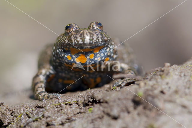Fire bellied toad (Bombina bombina)