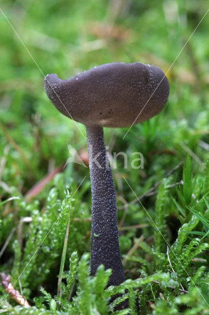 Felt Saddle (Helvella macropus)