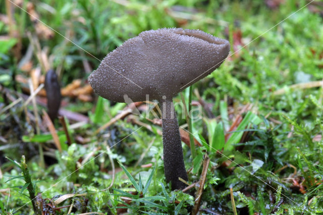 Schotelkluifzwam (Helvella macropus)