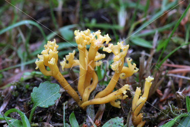 Sikkelkoraalzwam (Clavulinopsis corniculata)