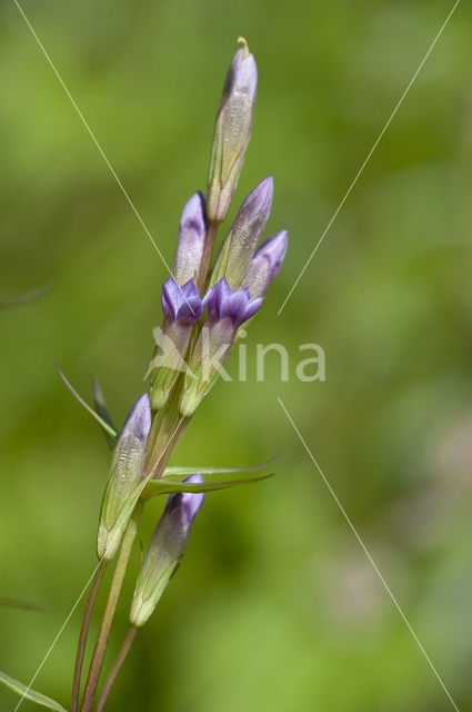 Slanke gentiaan (Gentianella amarella)