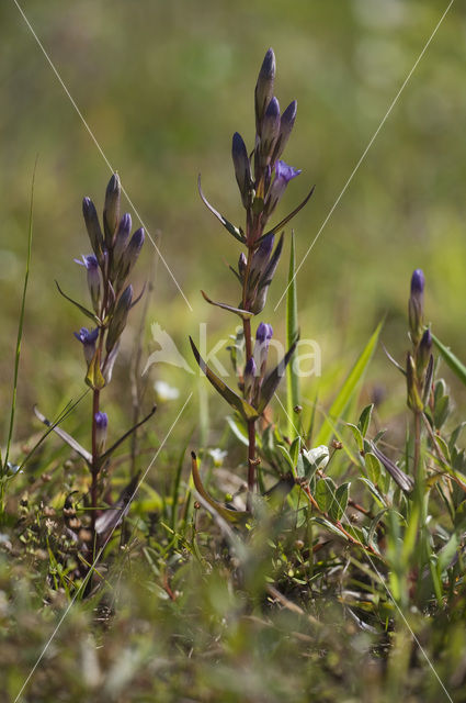 Slanke gentiaan (Gentianella amarella)