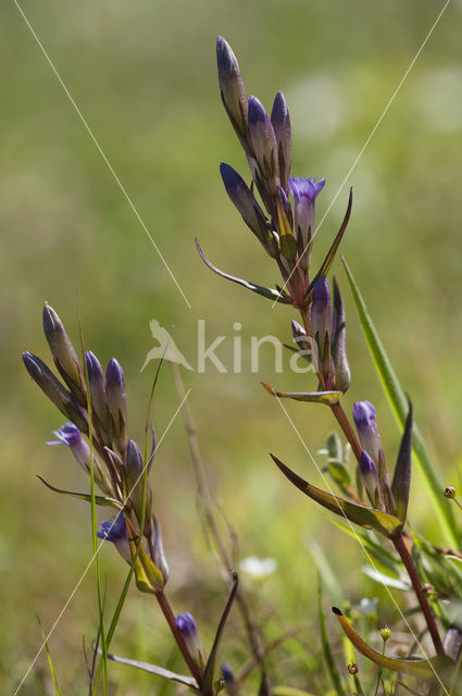 Slanke gentiaan (Gentianella amarella)