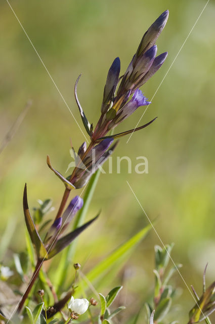 Slanke gentiaan (Gentianella amarella)