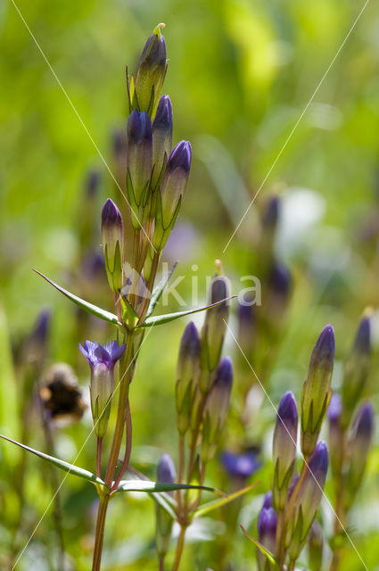 Slanke gentiaan (Gentianella amarella)