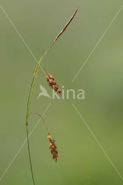 Bog-sedge (Carex limosa)