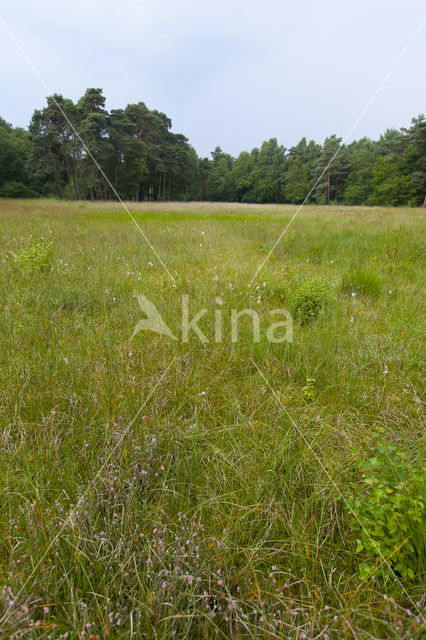 Bog-sedge (Carex limosa)