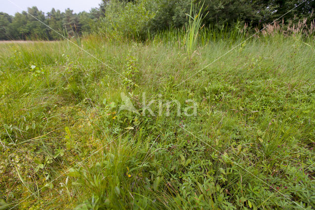 Bog-sedge (Carex limosa)