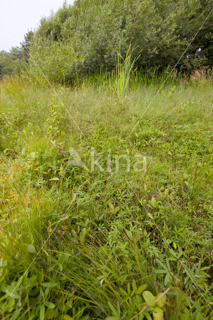 Bog-sedge (Carex limosa)