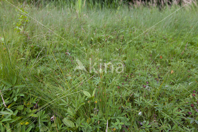 Bog-sedge (Carex limosa)