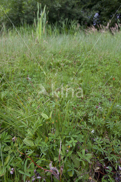 Slijkzegge (Carex limosa)