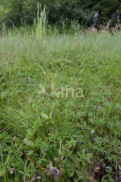 Bog-sedge (Carex limosa)