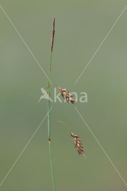 Bog-sedge (Carex limosa)