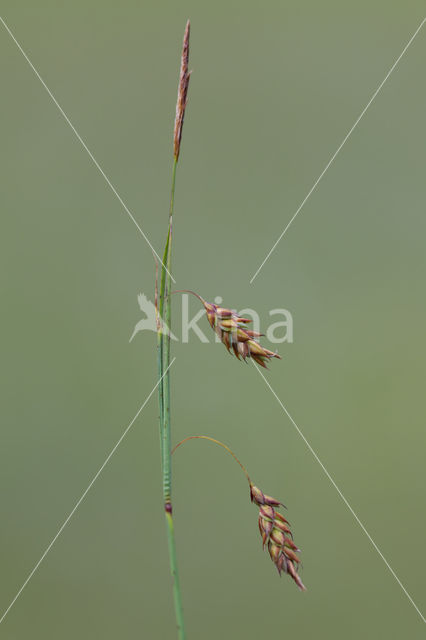 Slijkzegge (Carex limosa)