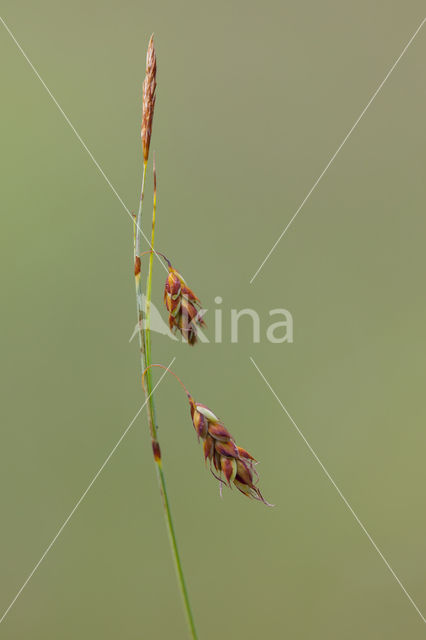 Slijkzegge (Carex limosa)