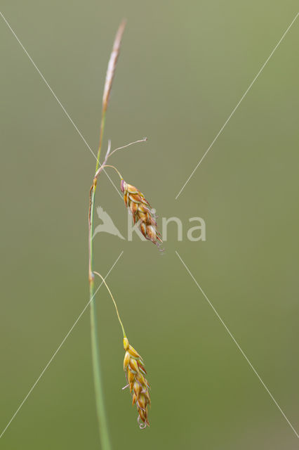 Bog-sedge (Carex limosa)