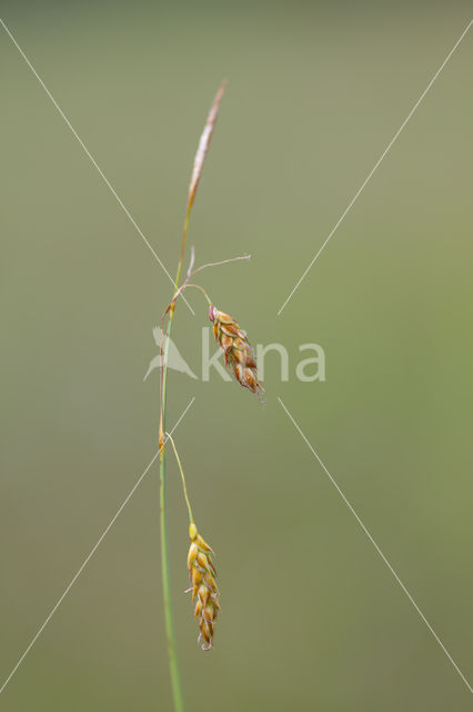 Bog-sedge (Carex limosa)