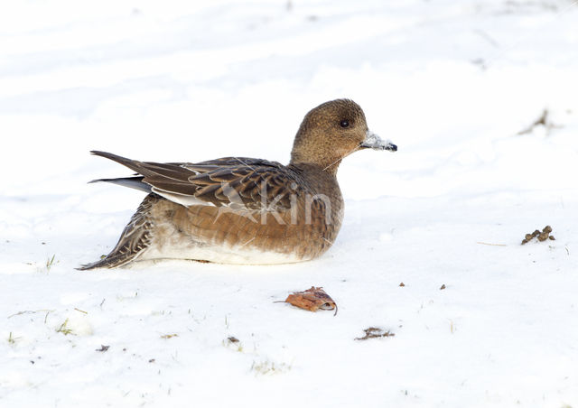 Wigeon (Anas penelope)