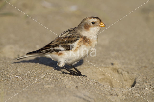 Snow Bunting (Plectrophenax nivalis)