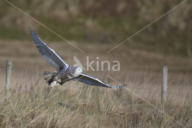 Snowy Owl (Bubo scandiacus)