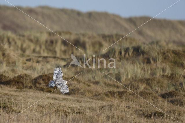 Sneeuwuil (Bubo scandiacus)