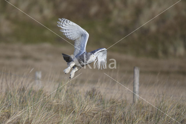 Sneeuwuil (Bubo scandiacus)