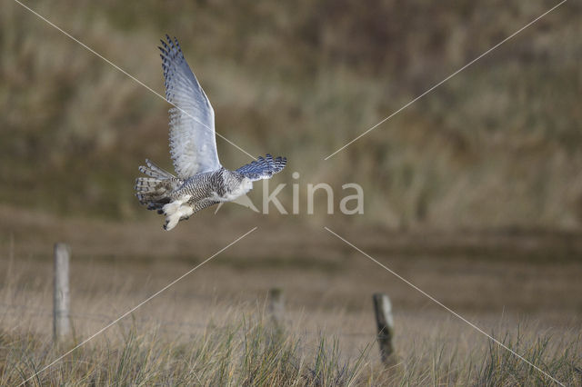 Snowy Owl (Bubo scandiacus)