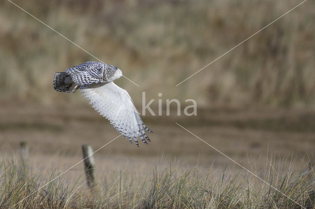 Snowy Owl (Bubo scandiacus)