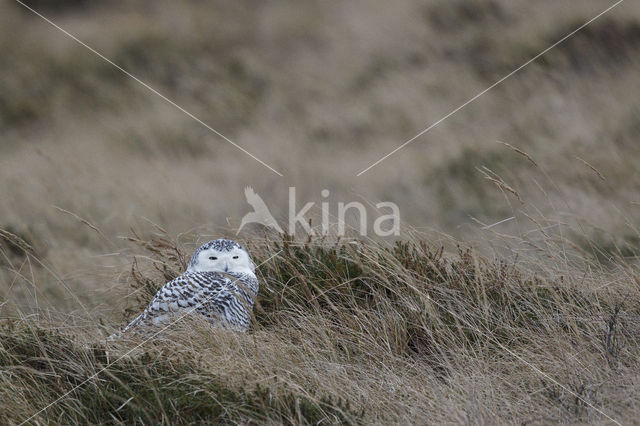 Sneeuwuil (Bubo scandiacus)