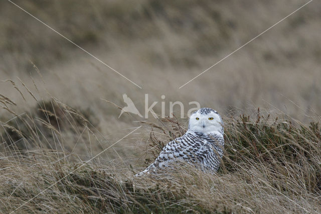 Snowy Owl (Bubo scandiacus)