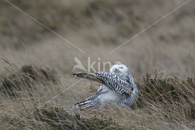 Sneeuwuil (Bubo scandiacus)