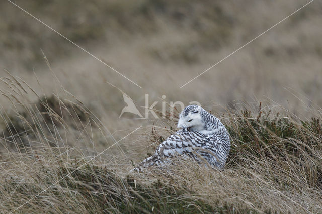 Snowy Owl (Bubo scandiacus)