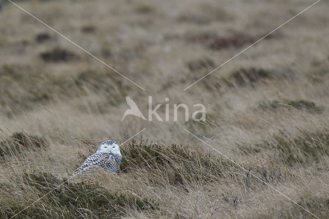 Sneeuwuil (Bubo scandiacus)