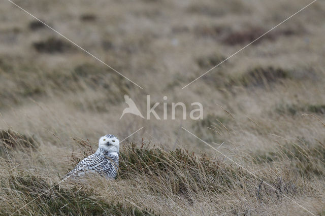 Snowy Owl (Bubo scandiacus)