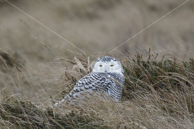 Snowy Owl (Bubo scandiacus)